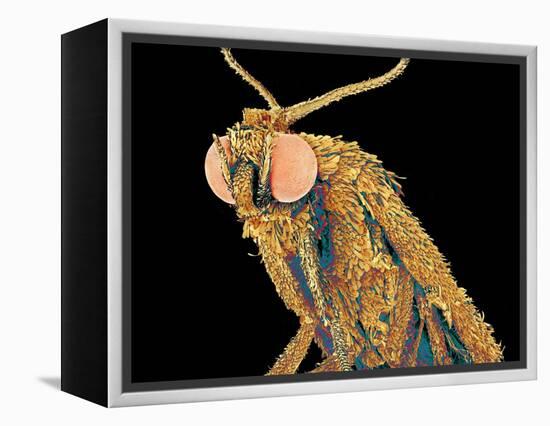 Geometer moth-Micro Discovery-Framed Premier Image Canvas