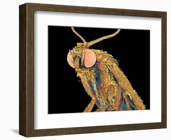 Geometer moth-Micro Discovery-Framed Photographic Print