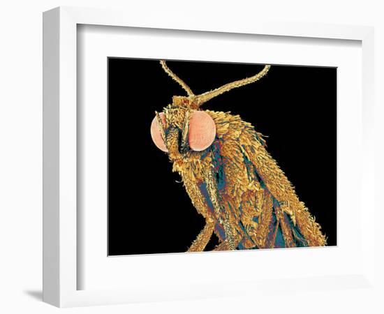 Geometer moth-Micro Discovery-Framed Photographic Print