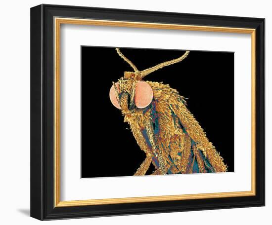 Geometer moth-Micro Discovery-Framed Photographic Print