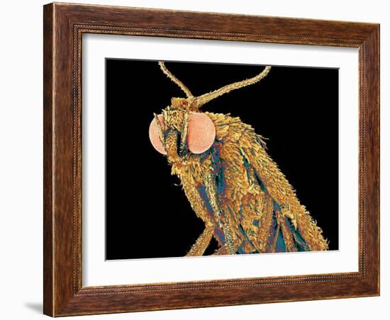 Geometer moth-Micro Discovery-Framed Photographic Print