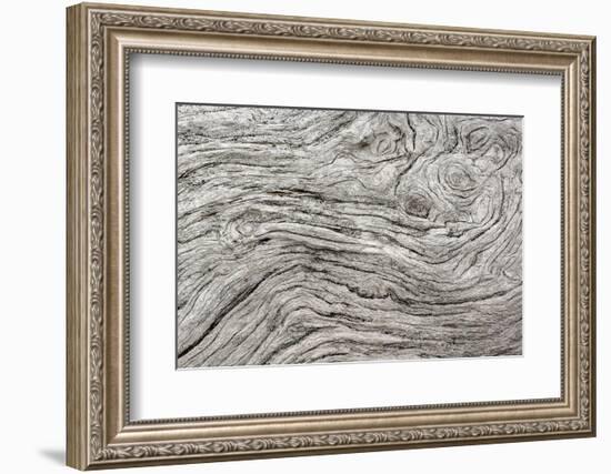 Geometric pattern in eroded driftwood, Bandon Beach, Oregon-Adam Jones-Framed Photographic Print