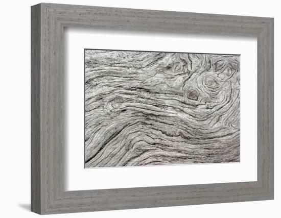 Geometric pattern in eroded driftwood, Bandon Beach, Oregon-Adam Jones-Framed Photographic Print