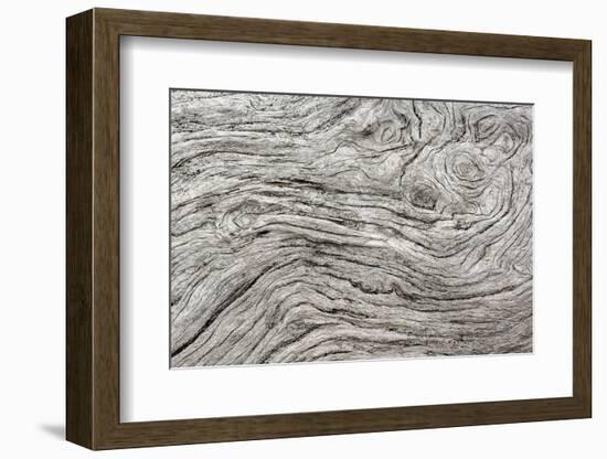 Geometric pattern in eroded driftwood, Bandon Beach, Oregon-Adam Jones-Framed Photographic Print