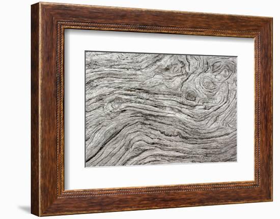 Geometric pattern in eroded driftwood, Bandon Beach, Oregon-Adam Jones-Framed Photographic Print