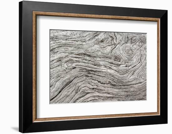 Geometric pattern in eroded driftwood, Bandon Beach, Oregon-Adam Jones-Framed Photographic Print