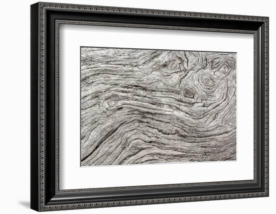 Geometric pattern in eroded driftwood, Bandon Beach, Oregon-Adam Jones-Framed Photographic Print