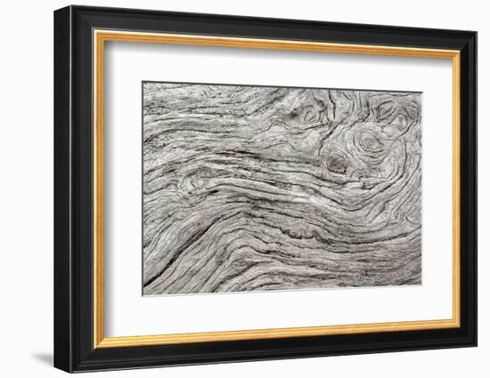 Geometric pattern in eroded driftwood, Bandon Beach, Oregon-Adam Jones-Framed Photographic Print