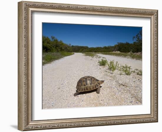 Geometric Tortoise (Psammobates Geometricus), West Coast, South Africa, Africa-Thorsten Milse-Framed Photographic Print