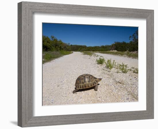 Geometric Tortoise (Psammobates Geometricus), West Coast, South Africa, Africa-Thorsten Milse-Framed Photographic Print