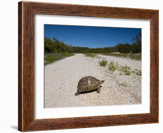 Geometric Tortoise (Psammobates Geometricus), West Coast, South Africa, Africa-Thorsten Milse-Framed Photographic Print