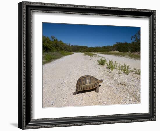 Geometric Tortoise (Psammobates Geometricus), West Coast, South Africa, Africa-Thorsten Milse-Framed Photographic Print