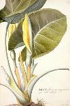 Lily: Lilium Belladonna, (Pl.12) from Trew's Hortus Nitidissumus 1, 1750-Georg Dionysius Ehret-Giclee Print