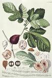 Perroquet Rouge, A Botanical Illustration-Georg Dionysius Ehret-Giclee Print