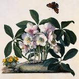 Botanical Illustration of a Primula: Duke of Monatague-Georg Dionysius Ehret-Giclee Print
