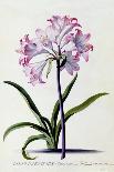 Botanical Illustration of a Primula: Fille Amoureuse-Georg Dionysius Ehret-Giclee Print