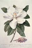 Lily: Lilium Belladonna, (Pl.12) from Trew's Hortus Nitidissumus 1, 1750-Georg Dionysius Ehret-Giclee Print