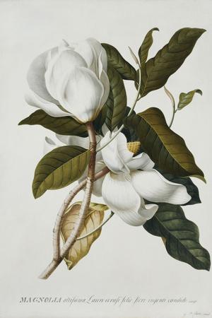 Georg Dionysius Ehret Botanical Wall Art: Prints, Paintings & Posters |  