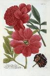 Paeonia from Johann Wilhelm Weinmann's Phytanthoza Iconographia, 1737-Georg Dionysius Ehret-Giclee Print