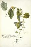 Magnolia-Georg Dionysius Ehret-Giclee Print