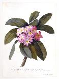 The Deep Purple Lilac, A Botanical Illustration-Georg Dionysius Ehret-Framed Giclee Print