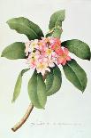 Botanical Illustration of a Primula: Fille Amoureuse-Georg Dionysius Ehret-Framed Giclee Print
