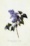 The Deep-Purple Lilac, C.1743-Georg Dionysius Ehret-Giclee Print