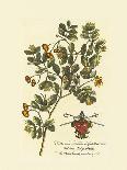 The Duke Of Dorset Botanical-Georg Ehret-Premium Giclee Print