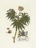 The Duke Of Dorset Botanical-Georg Ehret-Premium Giclee Print