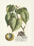 The Prince Saxegotha Botanical-Georg Ehret-Premium Giclee Print