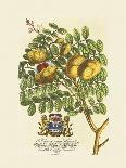 The Lord Bishop Of London Botanical-Georg Ehret-Premium Giclee Print