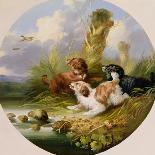 Three Spaniels Flushing Mallard-George Armfield-Framed Premier Image Canvas