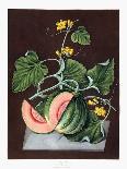 Silver Rock Melon, 1812-George Brookshaw-Giclee Print