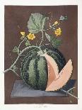 Plate LII-George Brookshaw-Giclee Print