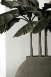 Banana Trees-George Cannon-Premier Image Canvas