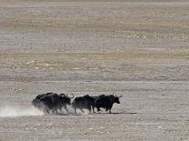 Herd of Wild Yaks Running across the Chang Tang Nature Reserve of Central Tibet., December 2006-George Chan-Photographic Print