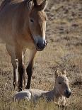Przewalski's Horses in Kalamaili National Park, Xinjiang Province, North-West China, September 2006-George Chan-Photographic Print