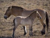 Przewalski's Horses in Kalamaili National Park, Xinjiang Province, North-West China, September 2006-George Chan-Photographic Print
