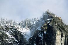 Lodgepole Pine in Snow-George Lepp-Photographic Print