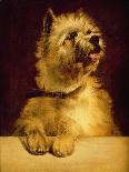 Cairn Terrier-George Earl-Giclee Print