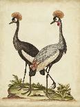 The Least Butcher-Bird, 1749-73-George Edwards-Giclee Print