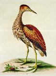 Bittern from Hudson's Bay, 1748 (Hand-Coloured Engraving)-George Edwards-Giclee Print