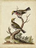 Indian Crested Butcher Bird, May 1742-George Edwards-Giclee Print