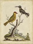 The Brown-Throated Parrakeet, 1749-73-George Edwards-Giclee Print