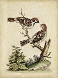 Indian Crested Butcher Bird, May 1742-George Edwards-Giclee Print