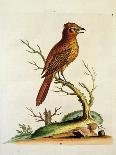 Edwards Bird Pairs IV-George Edwards-Art Print