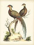 Bittern from Hudson's Bay, 1748 (Hand-Coloured Engraving)-George Edwards-Giclee Print