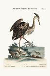 Bittern from Hudson's Bay, 1748 (Hand-Coloured Engraving)-George Edwards-Giclee Print