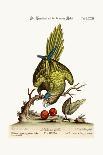 Edwards Bird Pairs II-George Edwards-Art Print