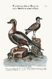The Long-Tailed Duck from Newfoundland, and the Spur-Winged Plover, 1749-73-George Edwards-Giclee Print